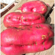 便秘解消にも活躍する野菜と言えばさつまいも。親子でほっこり、おいも掘り体験を