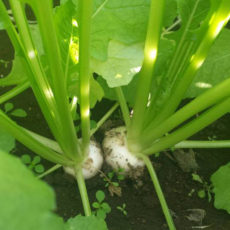 柏を代表する野菜「小かぶ」は収穫量日本一！※　新鮮だから生でも美味しい。子どもが喜ぶあったかレシピも　（※平成18年データ）