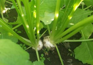 柏を代表する野菜「小かぶ」は収穫量日本一！※　新鮮だから生でも美味しい。子どもが喜ぶあったかレシピも　（※平成18年データ）