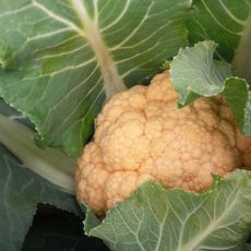 甘みと栄養たっぷりの葉物野菜がたくさん。子どもと一緒に冬の畑へ出かけてみよう