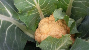 甘みと栄養たっぷりの葉物野菜がたくさん。子どもと一緒に冬の畑へ出かけてみよう