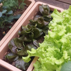 第32回「プランターで育てた野菜たち」