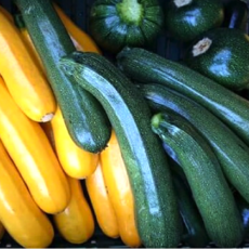 第34回「旬の野菜6月　ズッキーニ」