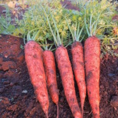ベジラボコラム「子どもの野菜嫌いをなくす方法 その8」