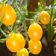 ベジラボコラム「子どもの野菜嫌いをなくす方法 その9」