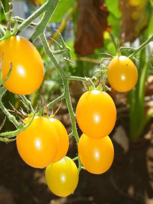 ベジラボコラム「子どもの野菜嫌いをなくす方法　その9」