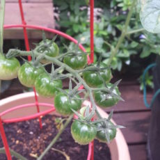 第38回「トマト」