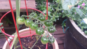 第38回「トマト」