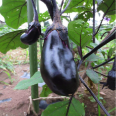 第43回「旬の野菜8月　ナス」