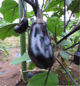 第43回「旬の野菜8月　ナス」