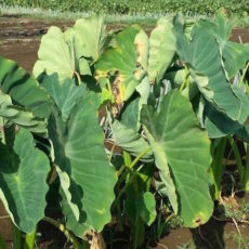 ベジラボコラム「芋煮と十五夜」