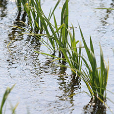 お米はどうやって作るの？～ままてぃライターの親子田植え体験～
