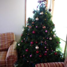 もみの木・生木のクリスマスツリーに挑戦!飾りつけから処分まで