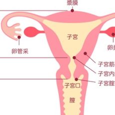 子宮の病気の原因と初期症状|知っておきたい!女性の病気と不妊 第一回〜感染症・筋腫・腺筋症・外妊娠・頚がん・体がん