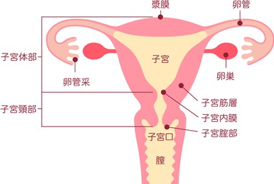 子宮の病気の原因と初期症状｜知っておきたい！女性の病気と不妊　第一回〜感染症・筋腫・腺筋症・外妊娠・頚がん・体がん