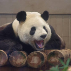 上野動物園のパンダ「シャンシャン」が中国に帰国?