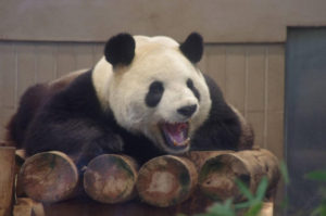 上野動物園のパンダ「シャンシャン」が中国に帰国？