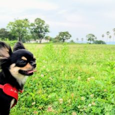 わが家に犬がやってきた!小学生と犬の関係?それはもういいことだらけ!