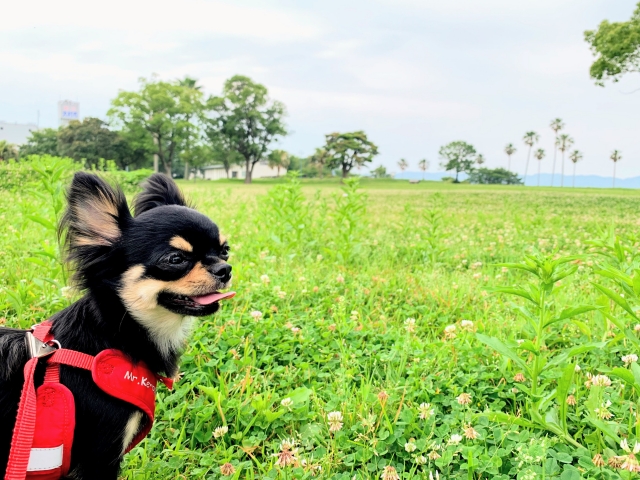 わが家に犬がやってきた！小学生と犬の関係？それはもういいことだらけ！