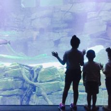 東京都内の水族館!新型コロナウィルスの影響まとめ!