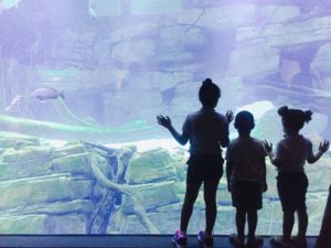 東京都内の水族館！新型コロナウィルスの影響まとめ！