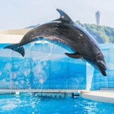 神奈川・千葉・茨城の水族館！新型コロナウィルスの影響まとめ！