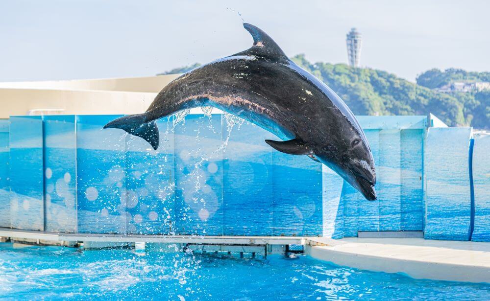 神奈川・千葉・茨城の水族館！新型コロナウィルスの影響まとめ！