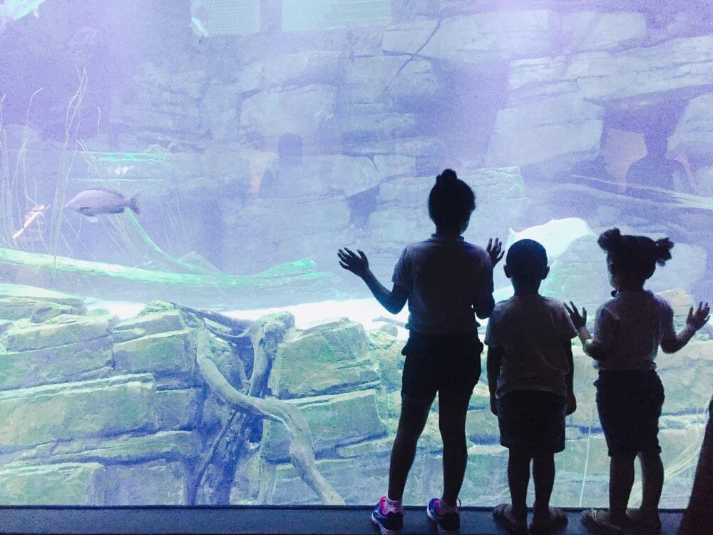 東京都内の水族館！新型コロナウィルスの影響まとめ！