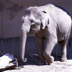 東京・神奈川・千葉・埼玉の動物園!新型コロナウィルスの影響まとめ!