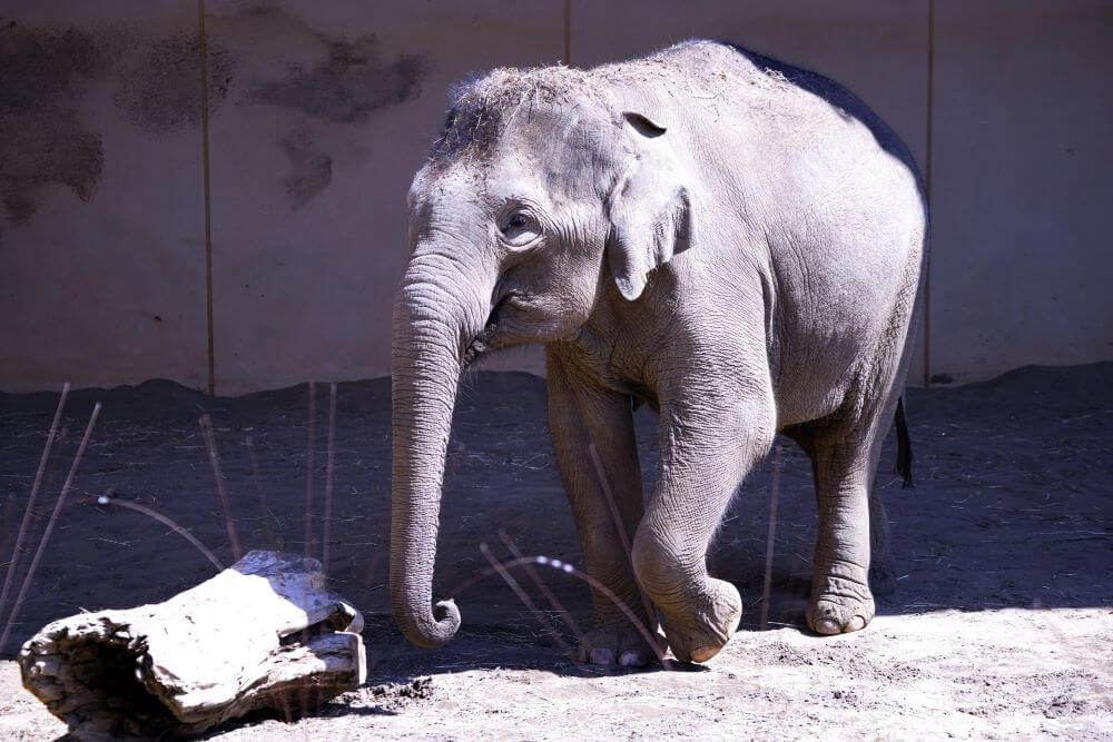 東京・神奈川・千葉・埼玉の動物園！新型コロナウィルスの影響まとめ！